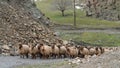 Flock of sheep in eastern anatolia, Bitlis, Turkey Royalty Free Stock Photo