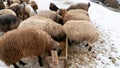Flock of sheep in eastern anatolia, Bitlis, Turkey Royalty Free Stock Photo