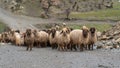 Flock of sheep in eastern anatolia, Bitlis, Turkey Royalty Free Stock Photo