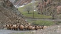 Flock of sheep in eastern anatolia, Bitlis, Turkey Royalty Free Stock Photo
