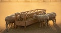 Flock of sheep eating from a feeder under golden hazy light Royalty Free Stock Photo