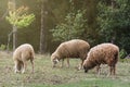 Flock of sheep eating green grass in meadow Royalty Free Stock Photo