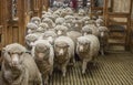 A Flock of Sheep Enter Wooden Holding Pens