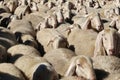 Flock of sheep