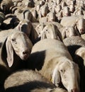 Flock of sheep