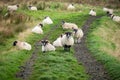 Flock of Sheep, Northern Ireland