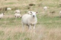 A sheep, Northern Ireland