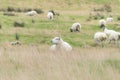 A sheep, Northern Ireland