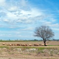 A flock of sheep on a farm field at spring Royalty Free Stock Photo