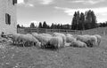 flock with sheep on the farm ranch with black and white effect Royalty Free Stock Photo