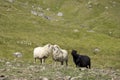 A flock of sheep, Faroe Islands, Denmark.