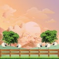 Flock of sheep in field at dawn Royalty Free Stock Photo