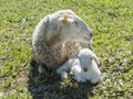 Flock of sheep in the field