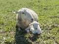 Flock of sheep in the field