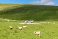 A flock of sheep in a field in rural Sussex, on a sunny day Royalty Free Stock Photo
