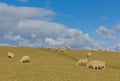 Flock of sheep in a field in spring Royalty Free Stock Photo