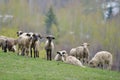 Flock of sheep on field in spring Royalty Free Stock Photo