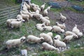 Flock of sheep in a field in Zermatt, Switzerland. Valais Blacknose sheepWalliser Schwarznasenschaf Royalty Free Stock Photo