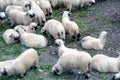 flock of sheep in a field in Zermatt, Switzerland. Valais Blacknose sheepWalliser Schwarznasenschaf Royalty Free Stock Photo