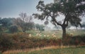 Flock of sheep in a foggy autumn landscape Royalty Free Stock Photo