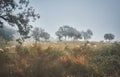 Flock of sheep in a foggy autumn landscape Royalty Free Stock Photo