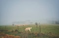 Flock of sheep in a foggy autumn landscape Royalty Free Stock Photo