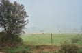 Flock of sheep in a foggy autumn landscape Royalty Free Stock Photo