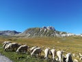 Flock of sheep at the foot of the gran sasso Royalty Free Stock Photo