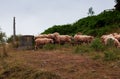 A flock of sheep French Pyrenees Royalty Free Stock Photo