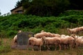 A flock of sheep French Pyrenees Royalty Free Stock Photo