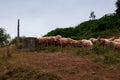 A flock of sheep French Pyrenees Royalty Free Stock Photo