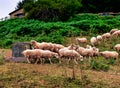 A flock of sheep French Pyrenees Royalty Free Stock Photo