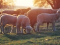 Flock of sheep on fresh spring green meadow during sunrise Royalty Free Stock Photo