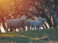 Flock of sheep on fresh spring green meadow during sunrise Royalty Free Stock Photo
