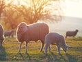 Flock of sheep on fresh spring green meadow during sunrise Royalty Free Stock Photo