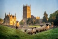 Cotswold sheep near Chipping Campden in Gloucestershire with Church in background Royalty Free Stock Photo