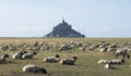 Flock of sheep in front of the Mont Saint Michel abbey. Mont Saint-Michel, Normandy, France. Royalty Free Stock Photo