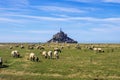 Flock of sheep in front of the Mont Saint Michel abbey. Mont Saint-Michel, Normandy, France Royalty Free Stock Photo