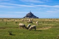 Flock of sheep in front of the Mont Saint Michel abbey. Mont Saint-Michel, Normandy, France Royalty Free Stock Photo