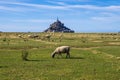 Flock of sheep in front of the Mont Saint Michel abbey. Mont Saint-Michel, Normandy, France Royalty Free Stock Photo