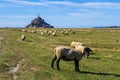 Flock of sheep in front of the Mont Saint Michel abbey. Mont Saint-Michel, Normandy, France Royalty Free Stock Photo