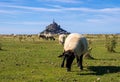 Flock of sheep in front of the Mont Saint Michel abbey. Mont Saint-Michel, Normandy, France Royalty Free Stock Photo