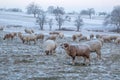 Flock of sheep grazing on a cold winter morning.