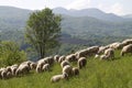 Flock of sheep in the gentle morning light Royalty Free Stock Photo