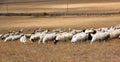 Flock of sheep in glassland in Inner Mongolia