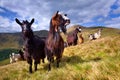 Flock of sheep and goat Royalty Free Stock Photo