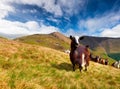 Flock of sheep and goat in the Carpathian mountains.