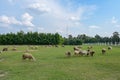 Flock of Sheep and goat in a meadow on green grass with sky Royalty Free Stock Photo