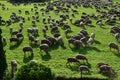 Flock of sheep goat meadow shepherd grass Royalty Free Stock Photo