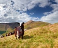 Flock of sheep and goat in the mountains Royalty Free Stock Photo